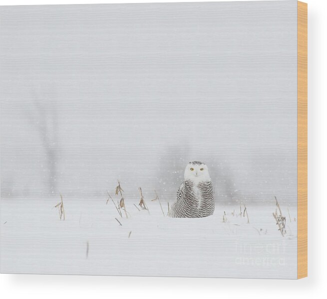 Snowy Owls Wood Print featuring the photograph Miss snowy owl and her snowflakes by Heather King