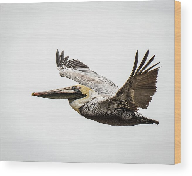 Pelican Alabama Bird Birds Nature Mobile Bay Wildlife Water Fish Markpeavyphotography Mark Peavy Wood Print featuring the photograph Mobile Bay Pelican by Mark Peavy
