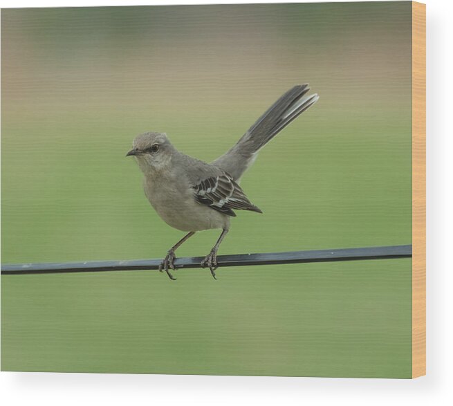 Jan Wood Print featuring the photograph Mockingbird by Holden The Moment