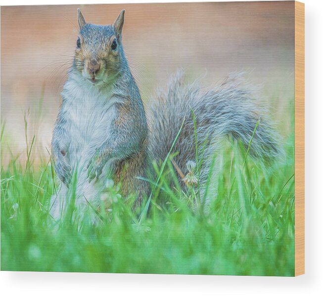 Mammal Wood Print featuring the photograph Momma Squirrel by Cathy Kovarik