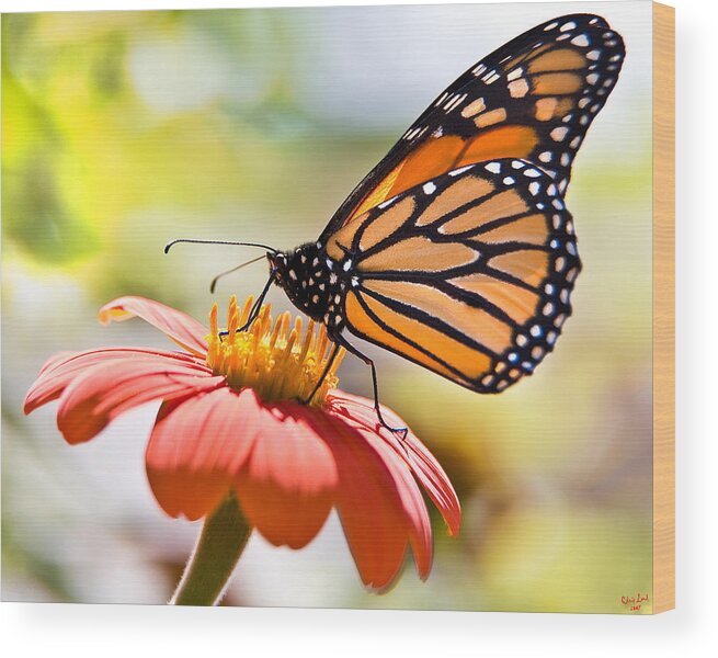 Butterfly Wood Print featuring the photograph Monarch Butterfly by Chris Lord