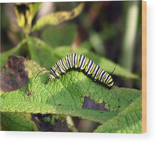 Monarch Wood Print featuring the photograph Monarch Caterpillar by George Jones