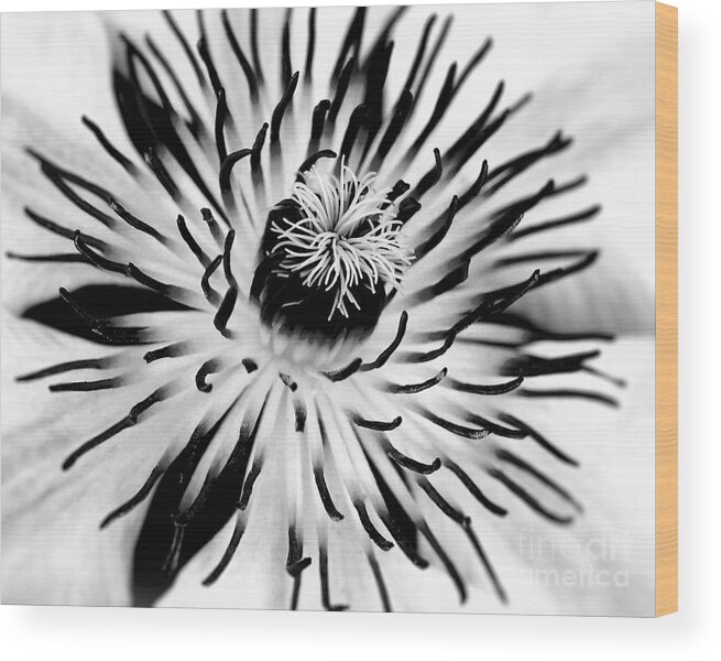 Clematis Wood Print featuring the photograph Mono Clematis by Baggieoldboy