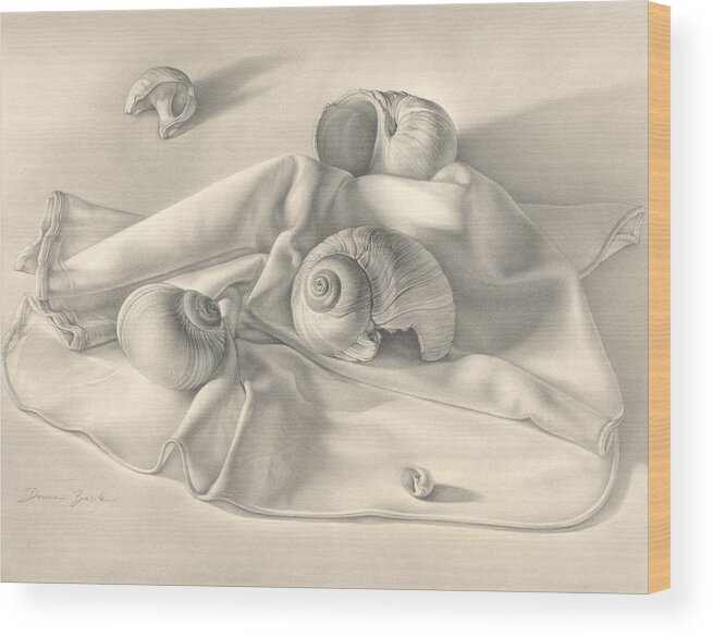 Shells Wood Print featuring the drawing Moon Snail Still Life by Donna Basile