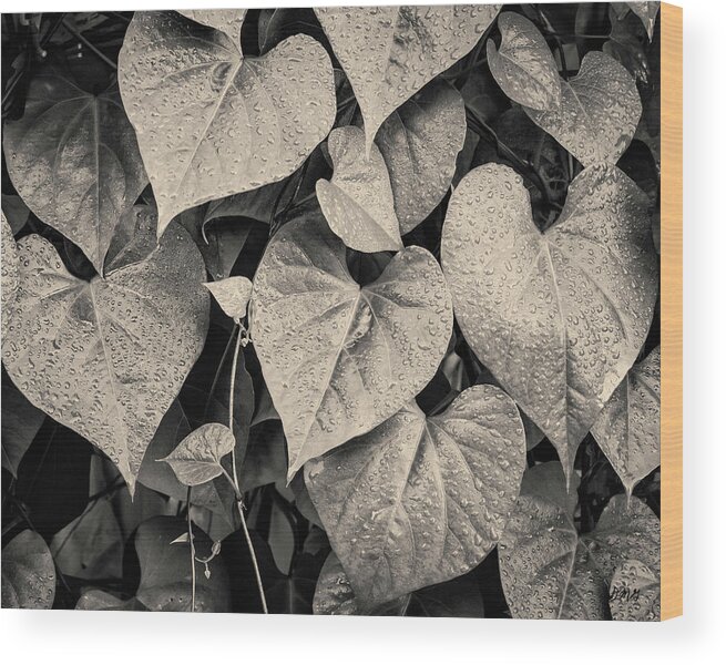 Beige Wood Print featuring the photograph Morning Glory II Toned by David Gordon