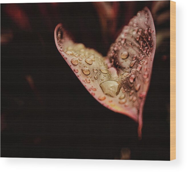 Leaf Wood Print featuring the photograph Morning Glow by Judy Vincent