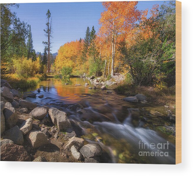 Aspen Wood Print featuring the photograph Morning Stream by Anthony Michael Bonafede