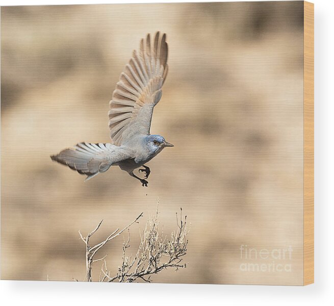 Bird Wood Print featuring the photograph Scrub Jay in Flight by Dennis Hammer