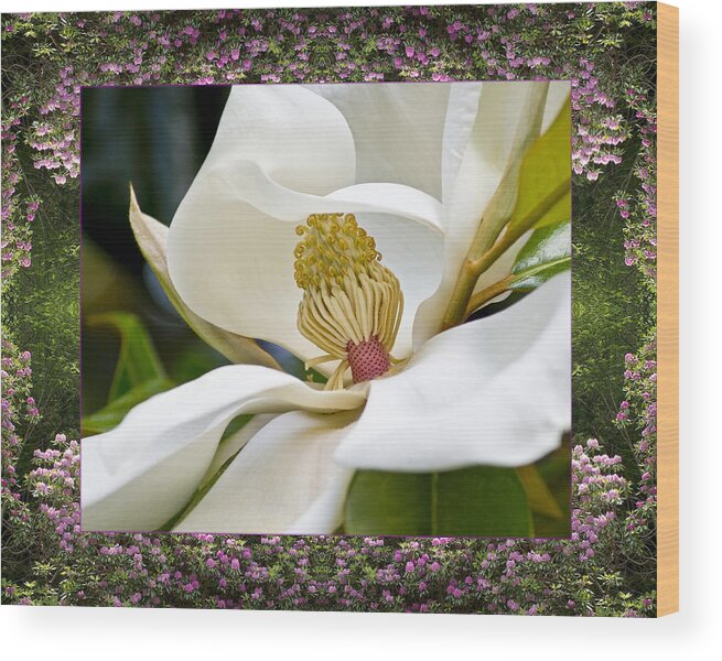 Nature Photos Wood Print featuring the photograph Mountain Magnolia by Bell And Todd