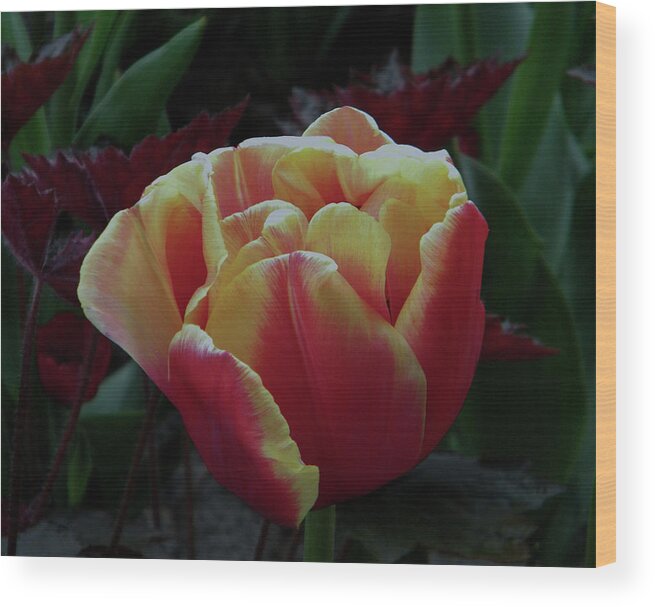 Tulip Wood Print featuring the photograph Mysterious tulip by Manuela Constantin