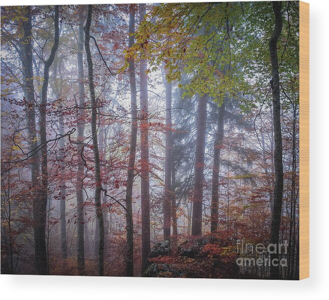 Forest Wood Print featuring the photograph Mystery in fog by Elena Elisseeva