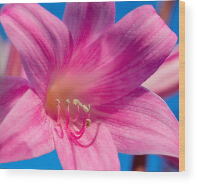 Flower Wood Print featuring the photograph Naked Lady by Derek Dean