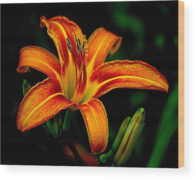 Orange And Yellow Native Lily Wood Print featuring the photograph Native and Proud by Karen McKenzie McAdoo