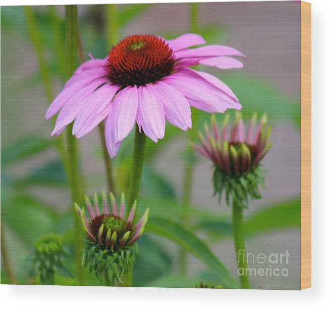 Pink Wood Print featuring the photograph Nature's Beauty 80 by Deena Withycombe