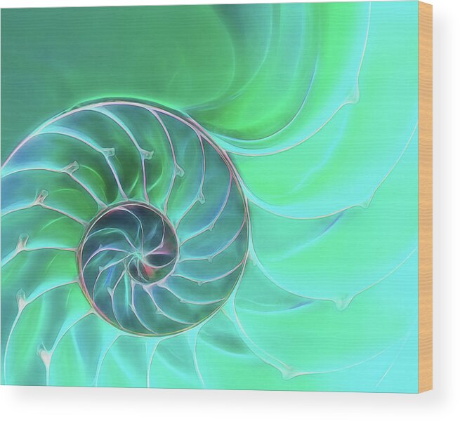 Nautilus Shell Wood Print featuring the photograph Nautilus Aqua Spiral by Gill Billington