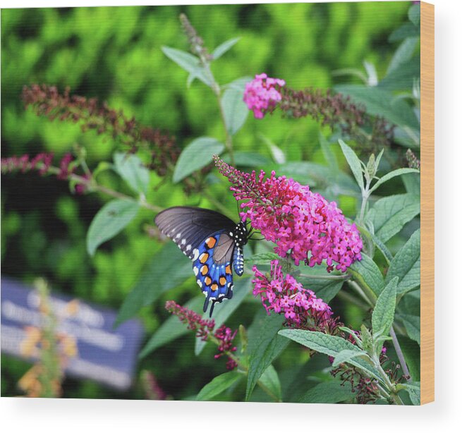 Butterfly Wood Print featuring the photograph NC Arboretum Butterflies 1 by Matt Sexton
