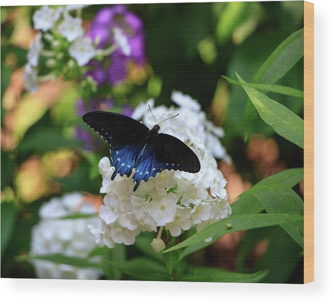 Butterfly Wood Print featuring the photograph NC Arboretum Butterflies 2 by Matt Sexton