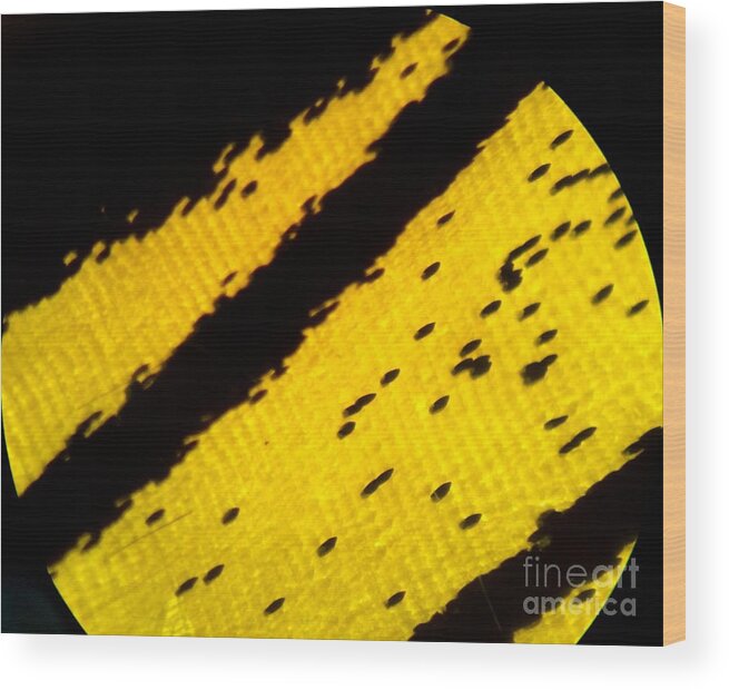 Scale Wood Print featuring the photograph Neon Birdwing Butterfly by KD Johnson
