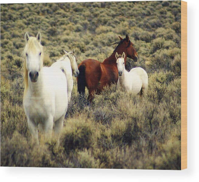 Horses Wood Print featuring the photograph Nevada Wild Horses by Marty Koch