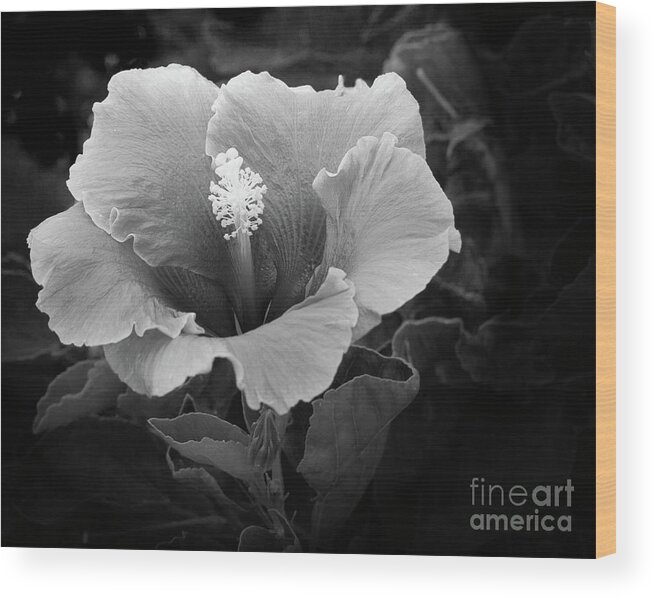 Black And White Photograph Wood Print featuring the photograph Night Flower by Robert Pilkington