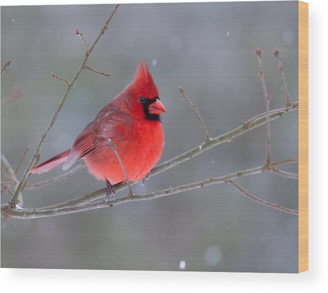 Cardinalis Cardinalis Wood Print featuring the photograph Northern Cardinal in Winter by Melinda Fawver
