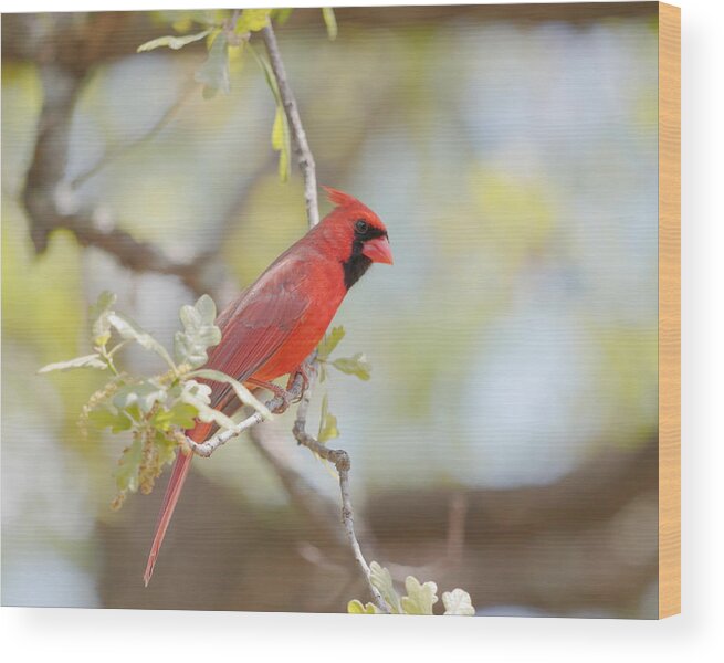 Cardinal Wood Print featuring the photograph Northern Cardinal by John Moyer