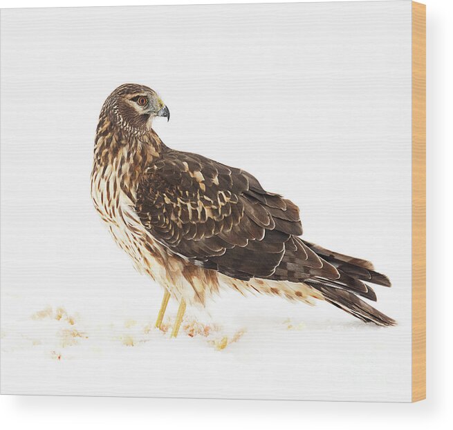 Bird Wood Print featuring the photograph Northern Harrier with the Last of the Prey by Dennis Hammer