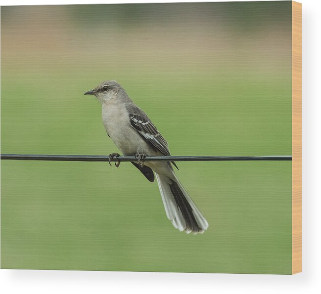 Bird Wood Print featuring the photograph Northern Mockingbird by Holden The Moment