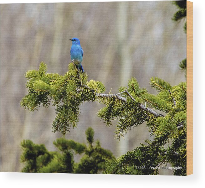 Bluebird Wood Print featuring the photograph Notice The Pretty Bluebird by Yeates Photography