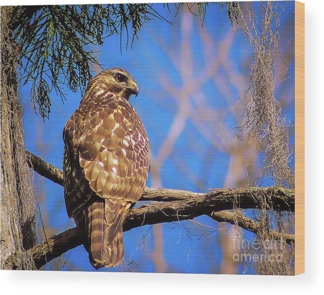 Nature Wood Print featuring the photograph Okefenokee Swamp Red-Tailed Hawk - Buteo Jamaicensis by DB Hayes