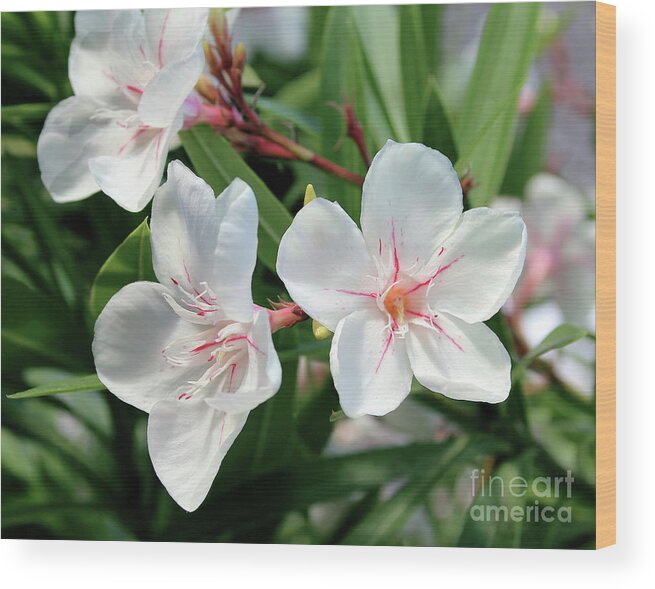 Oleander Wood Print featuring the photograph Oleander Harriet Newding 3 by Wilhelm Hufnagl
