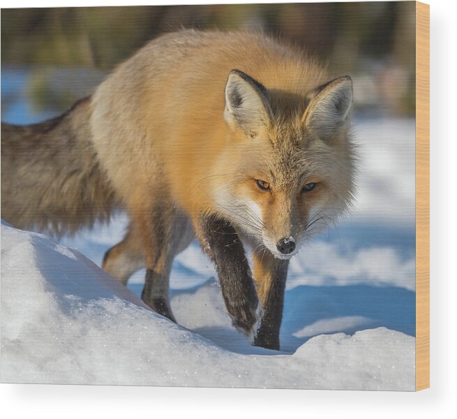 Red Fox Wood Print featuring the photograph On Point by Yeates Photography