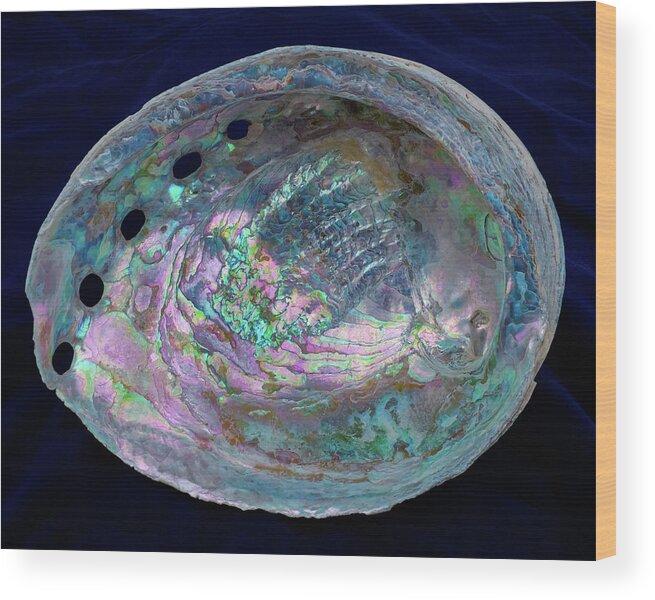 Abalone Wood Print featuring the photograph Opalescent Abalone Seashell on Blue Velvet by Kathy Anselmo