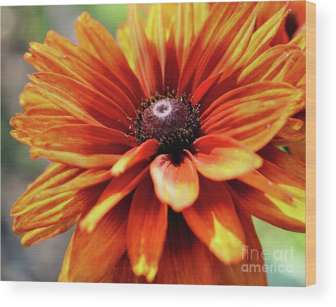 Flower Wood Print featuring the photograph Orange Beauty In Sunlight by Smilin Eyes Treasures