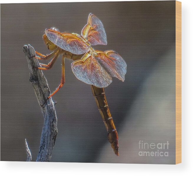 Nature Wood Print featuring the photograph Dragonfly 2 by Christy Garavetto