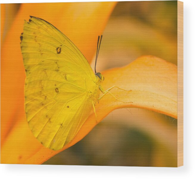 Orange Wood Print featuring the photograph Orange Emigrant Butterfly by Kimberly Kotzian