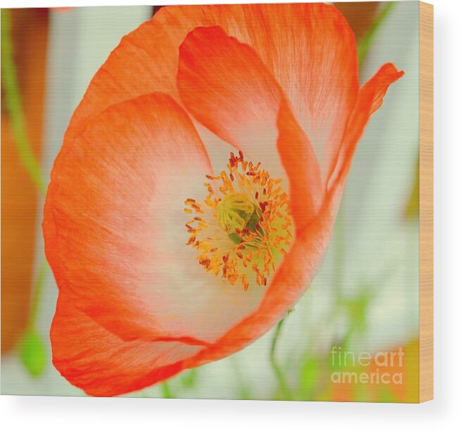 Orange Poppy Wood Print featuring the photograph Orange Poppy Offering Nectar by Mary Deal