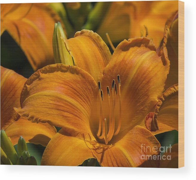 Flowers Wood Print featuring the photograph Orange Symphony by Lili Feinstein