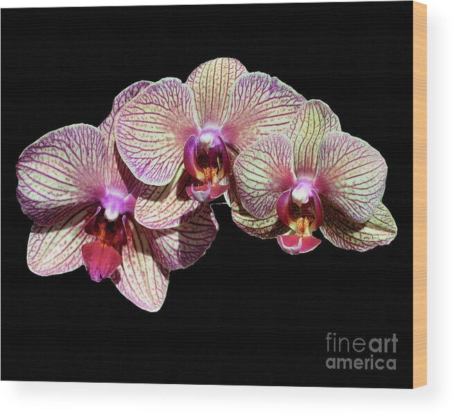 Orchid Wood Print featuring the photograph Orchid Trio On Black by Smilin Eyes Treasures