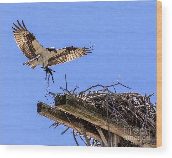 Osprey Wood Print featuring the photograph Osprey Nest Building by Phil Spitze