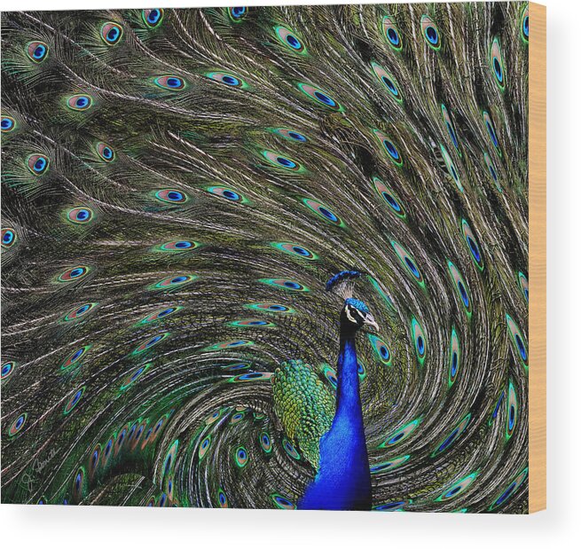 Peacock Wood Print featuring the photograph Outrageous Peacock by Joe Bonita