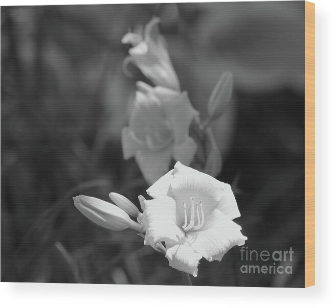 Lily Wood Print featuring the photograph Outstanding In Black And White by Margaret Hamilton