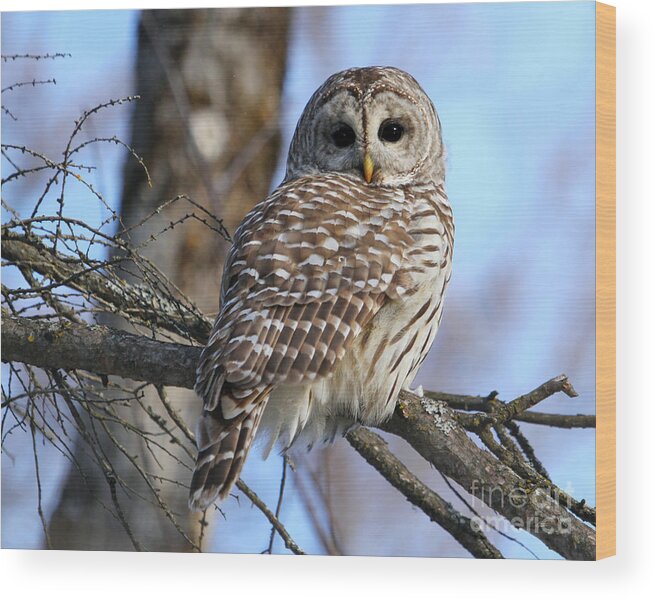 Wildlife Photography Wood Print featuring the photograph Over my shoulder by Heather King