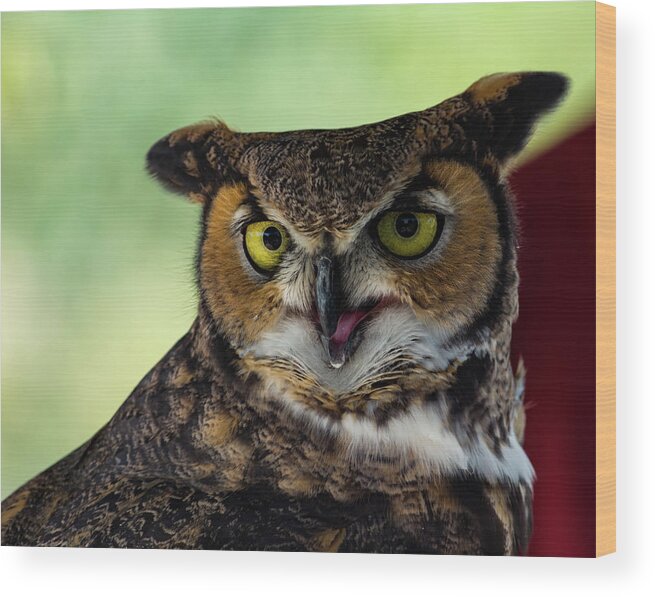 Owl Wood Print featuring the photograph Owl Tongue by Douglas Killourie