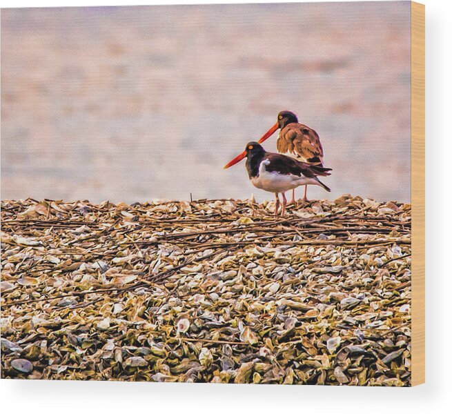 Oyster Catchers Wood Print featuring the photograph Oyster Catchers by Joe Granita
