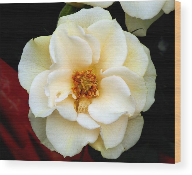 Pale Wood Print featuring the photograph Pale Beauty by Lynda Lehmann