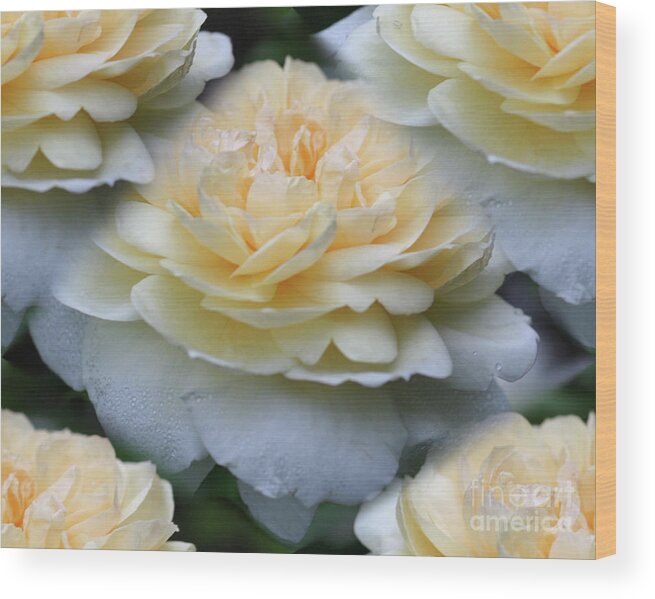 Rose Wood Print featuring the photograph Pale Yellow Roses by Smilin Eyes Treasures