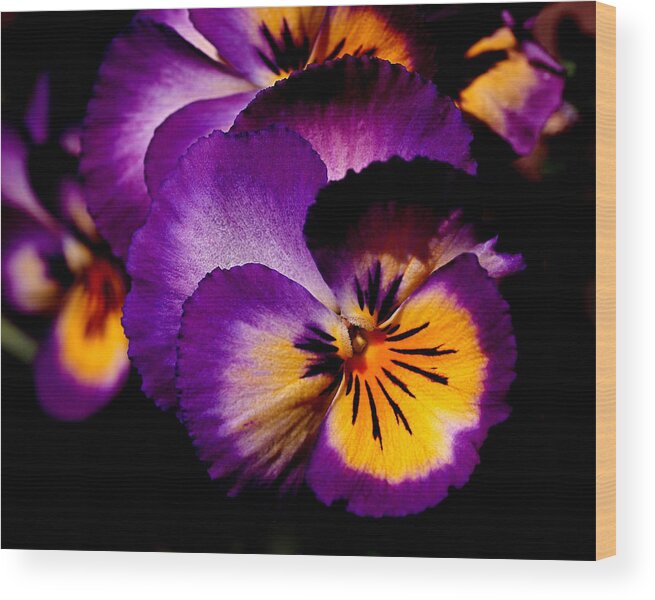 Pansies Wood Print featuring the photograph Pansies by Rona Black