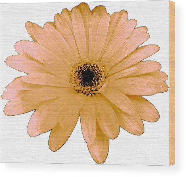 Digital Art Wood Print featuring the digital art Peach Daisy Flower by Delynn Adams by Delynn Addams