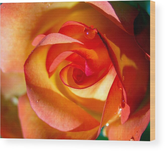 Rose Wood Print featuring the photograph Peach Rose by Amy Fose